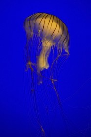France, Charente-Maritime, La Rochelle, Aquarium La Rochelle, Compulsory Mention, Medusa (Chrysaora Melanaster)