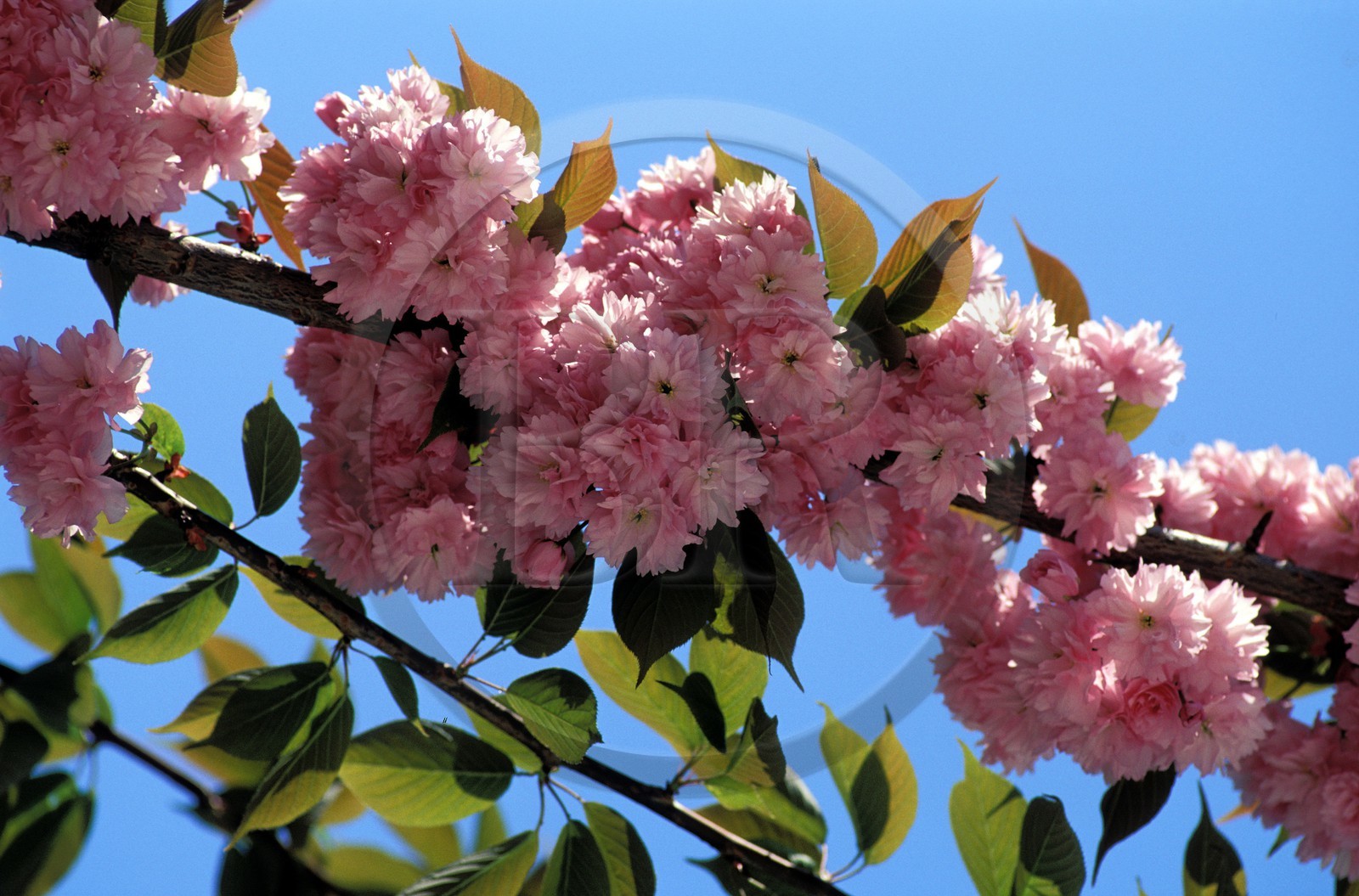 France, Paris (75), cerisiers du Japon en fleurs dans les rues au printemps