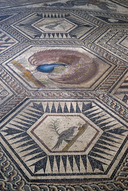 France, Vaucluse (84), Vaison-la-Romaine, site archéologique de Puymin, musée archéologique Théo Desplans, mosaïque de la Maison du Paon (milieu IIe siècle -fin IIIe siècle) située sur la colline du Puymin