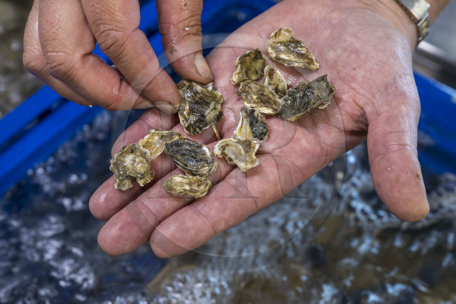France, Finistère (29), Pays des Abers,  Lannilis, viviers et parc à huitres Prat-Ar-Coum, entreprise ostréicole de la famille d’Yvon Madec sur l'Aber Benoit, naissains d'huitres creuses de un an