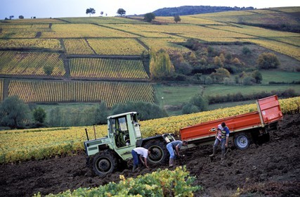 France, Saône-et-Loire (71), Chalonnais, au sud de Givry, préparation du vignoble à l' automne