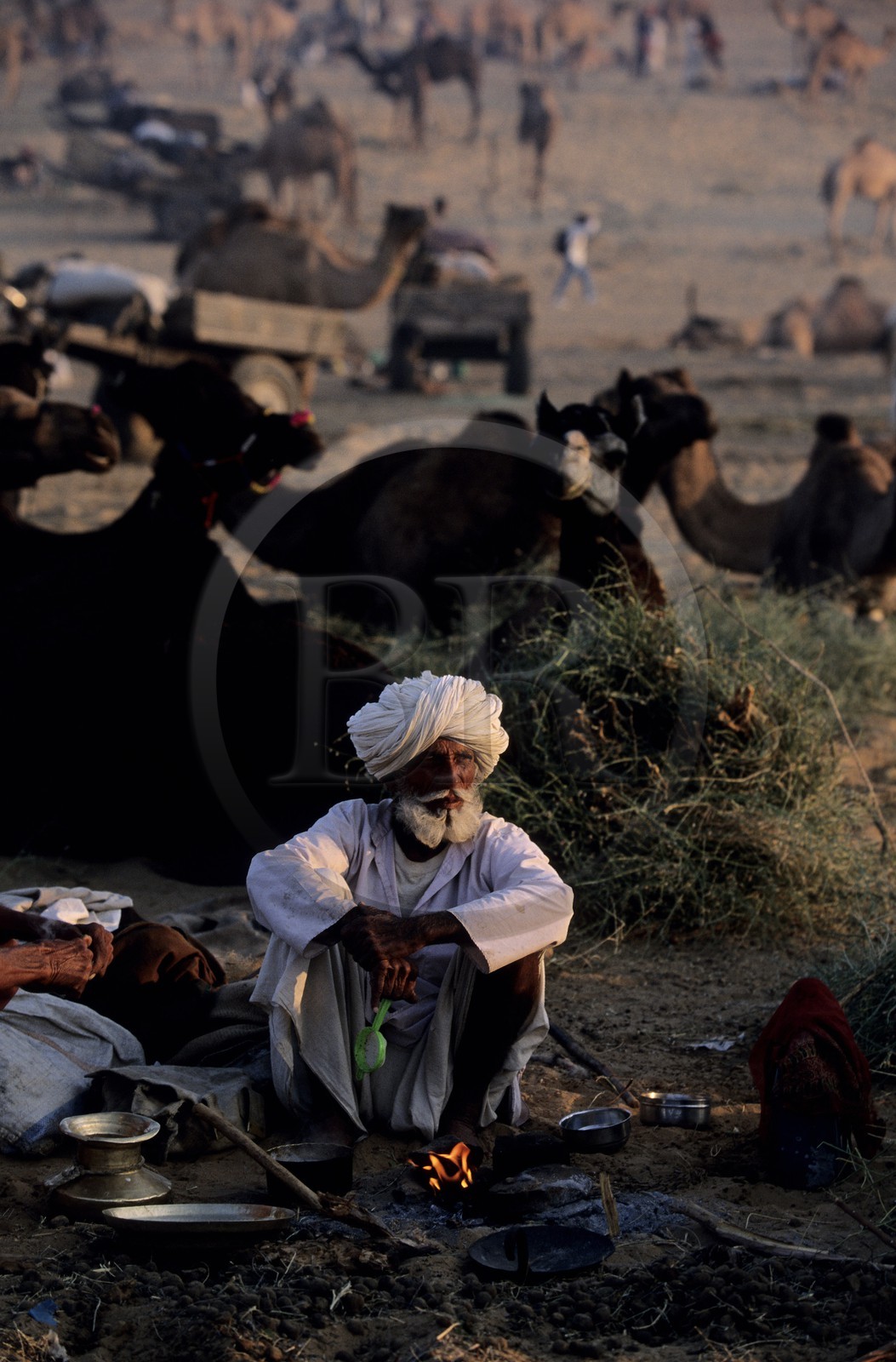 Inde, état du Rajasthan, foire aux chameaux de Pushkar, le campement au petit matin