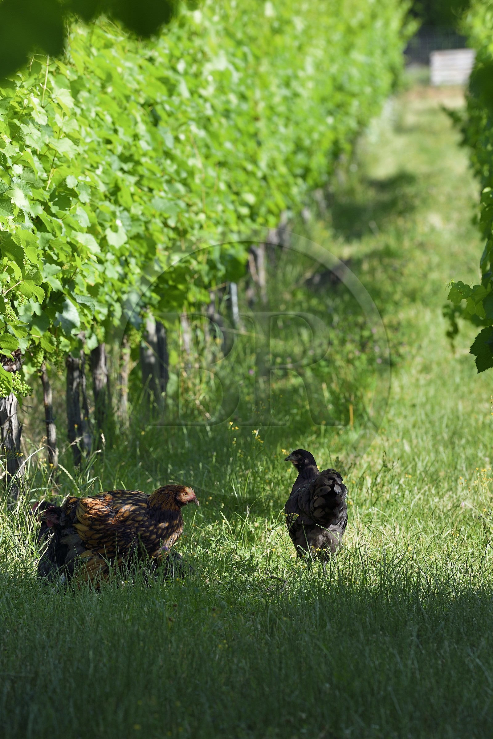 France, Bas-Rhin (67), Route des vins d'Alsace, Traenheim, Domaine viticole MULLER Charles & Fils, essais d'implantation de poules dans les vignes pour permettre un entretien bio