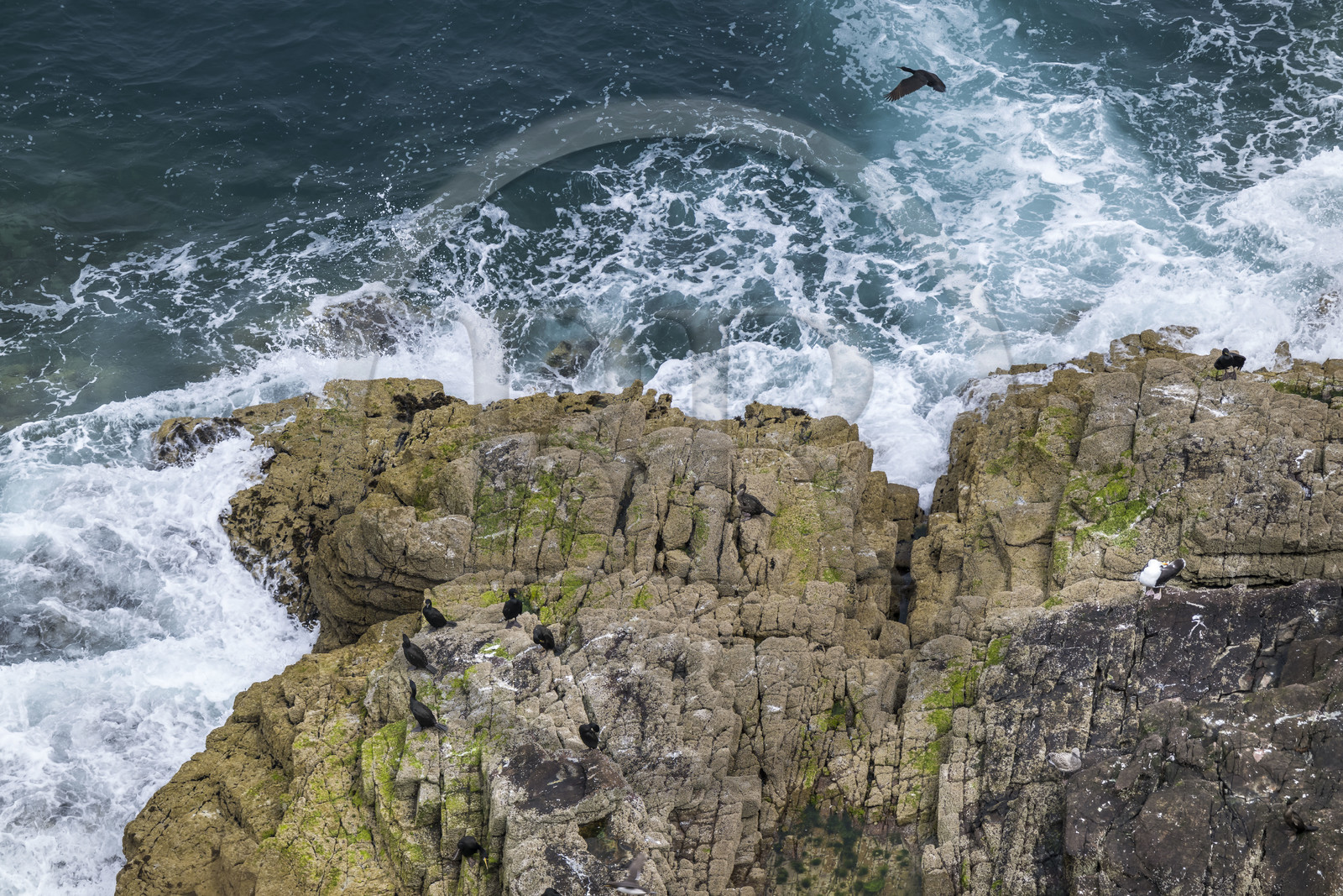 France, Côtes d'Armor (22), Grand Site de France Cap d'Erquy – Cap Fréhel, Plévenon, Cap Fréhel classé Natura 2000, rocher en grès de la Fauconnière où cohabitent des milliers d'oiseaux dont des cormorans