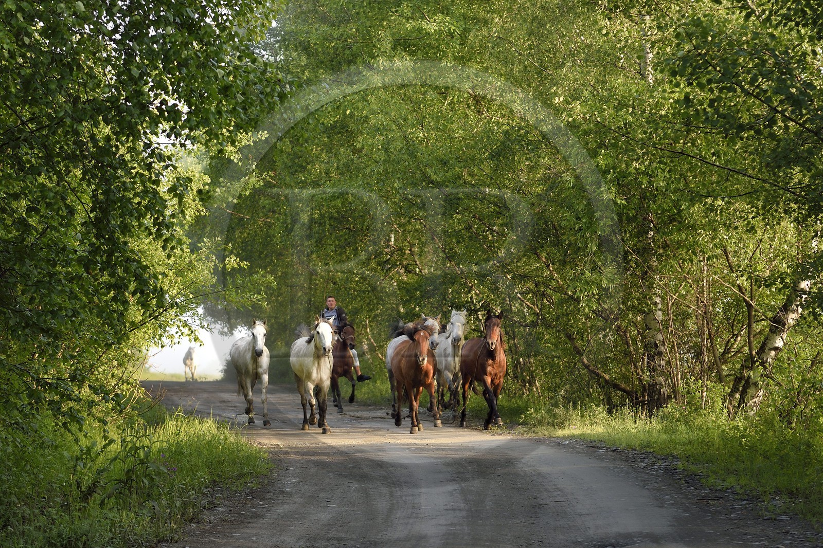 Géorgie, Kakheti, Parc national de Touchétie, Omalo, cavalier amenant ses chevaux au pré