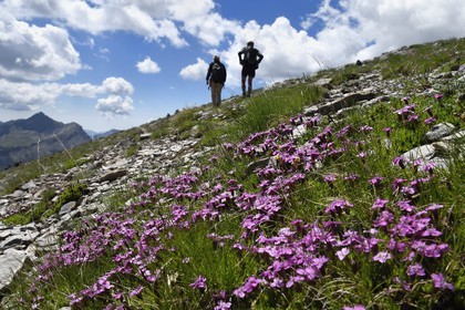 France, Alpes de Haute Provence, Uvernet Fours, Mercantour National Park, Ubaye valley, lake tour hiking trail of the Cayolle pass at the Pas du Lausson, Silene acaulis, known as moss campion or cushion pink