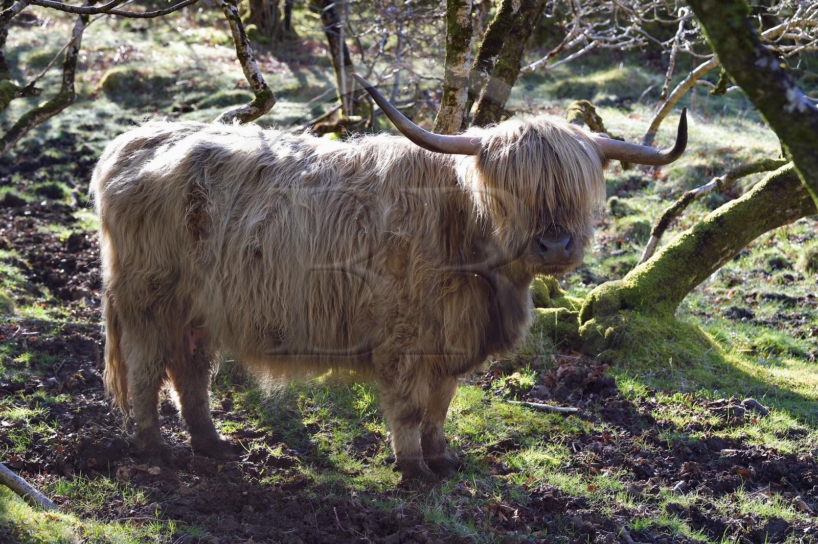 United Kingdom, Scotland, Highland, Inner Hebrides, Isle of Mull, Highland cow