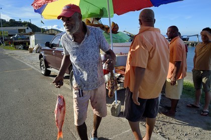 Caraïbes, Ile de la Dominique, la capitale Roseau, vendeur de poissons en bordure de route
