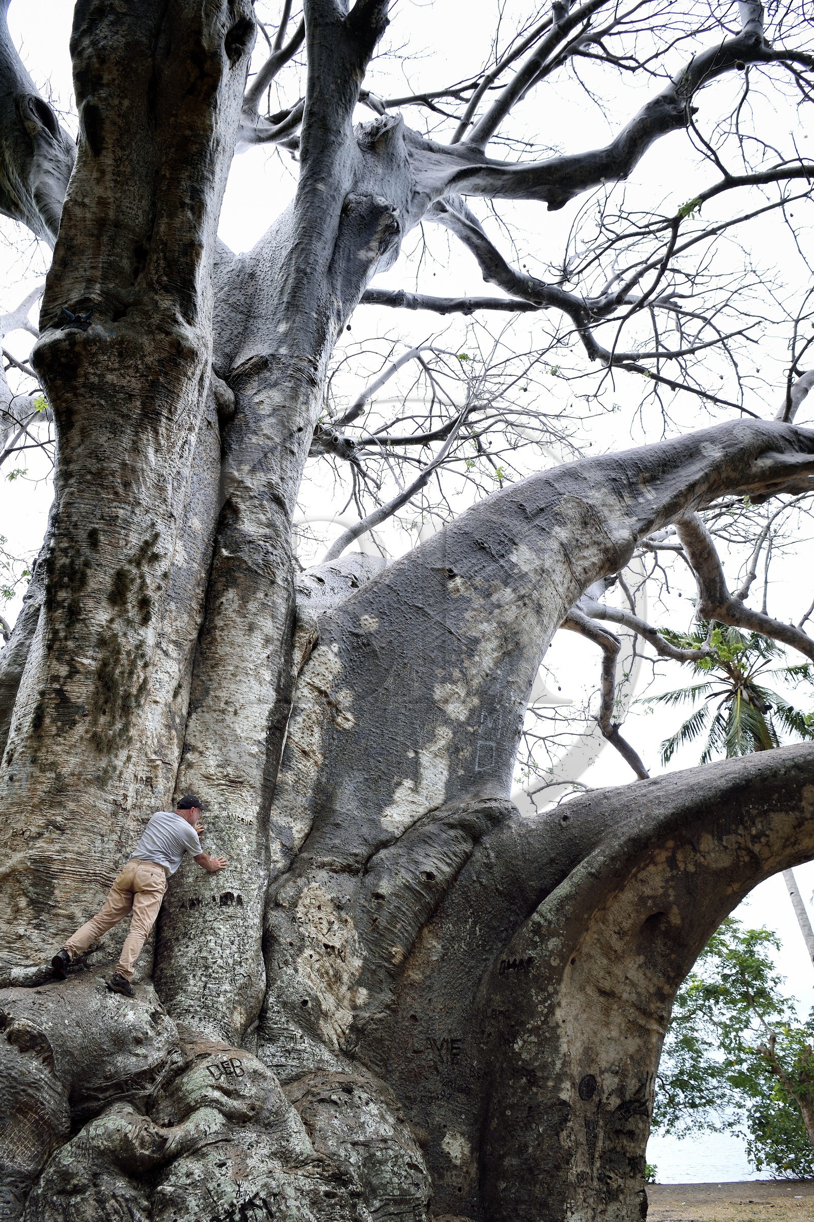 France, Ile de Mayotte, Grande-Terre, Bandrélé, Musical plage, le plus gros baobab de l'ile