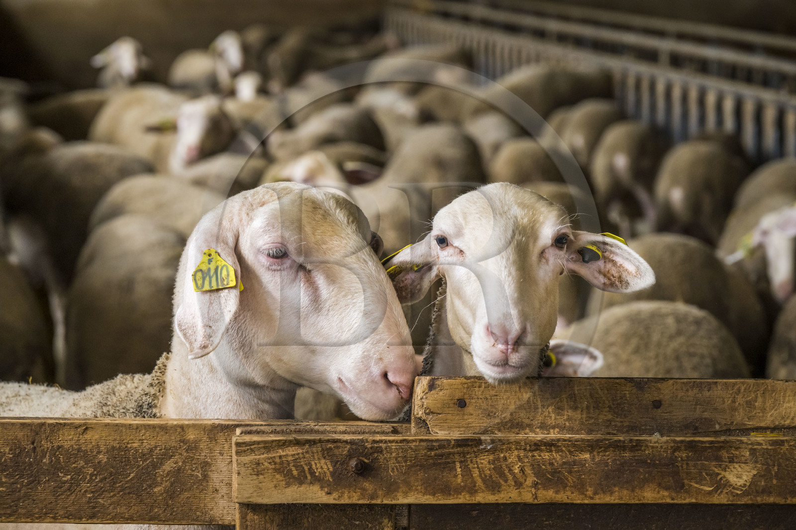 France, Aveyron, Grands-Causses Regional Nature Park, Versols et Lapeyre, Hermilix farm, Lacaune sheep whose milk is used to make Roquefort AOP