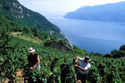 France, Savoie (73), taille de la vigne au dessus du lac du Bourget par les Rossillon, père et fils, viticulteurs à Aix-les-Bains