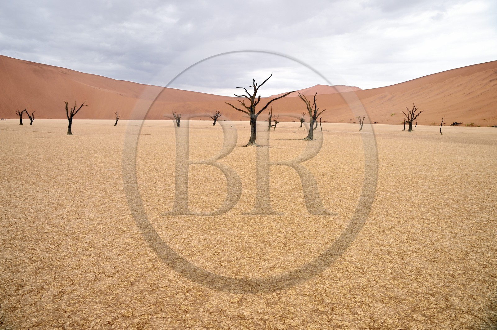 Namibia, Hardap region, Namib desert, Namib-Naukluft national park, Namib Sand Sea listed as World Heritage by UNESCO, Sossusvlei dunes, Dead Vlei, Camelthorn Acacia (Acacia erioloba) dead trees