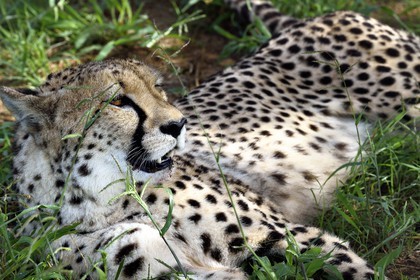 Namibia, Otjiwarongo, Cheetah Conservation Fund, research and education centre, cheetah (Acinonyx jubatus)