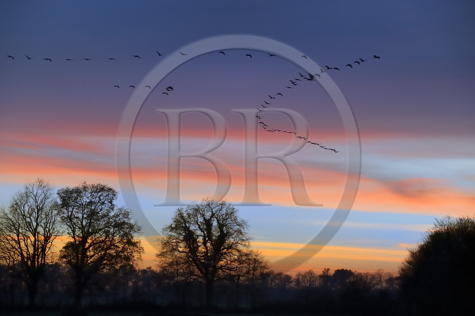 France, Indre (36), le Berry, parc naturel régional de la Brenne, Rosnay, étang de la Mer Rouge, grue cendrée (grus grus), vol au coucher de soleil