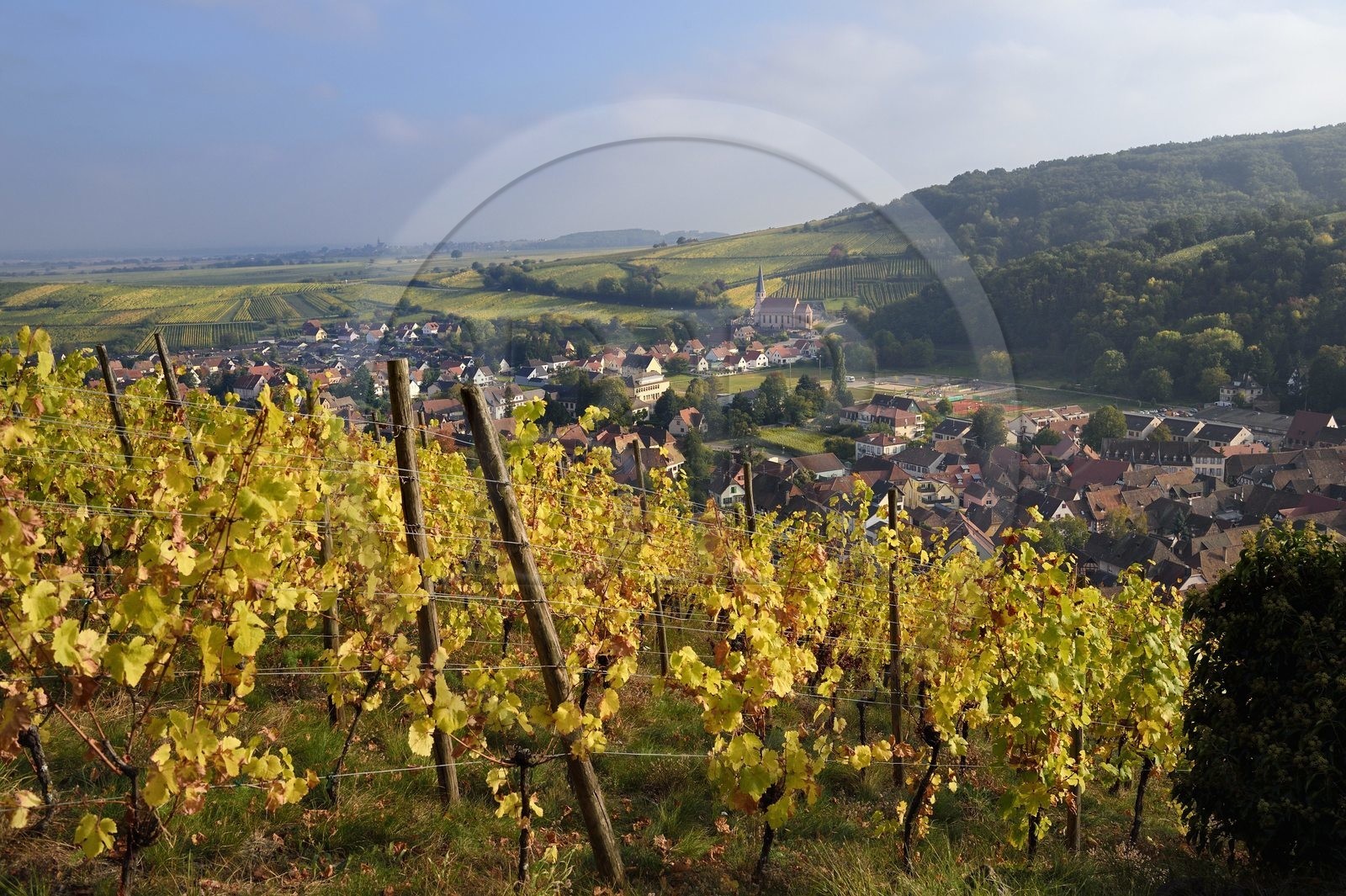 France, Bas Rhin, Alsace Wine Route, Andlau, view of the village and the Saint-André chapel on the edge of the vineyard