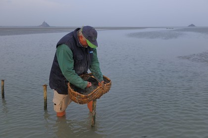 France, Manche (50), Baie du Mont-Saint-Michel, le pêcheur de grève Guy Jugan relevant ses filets de crevettes grises à l'aube