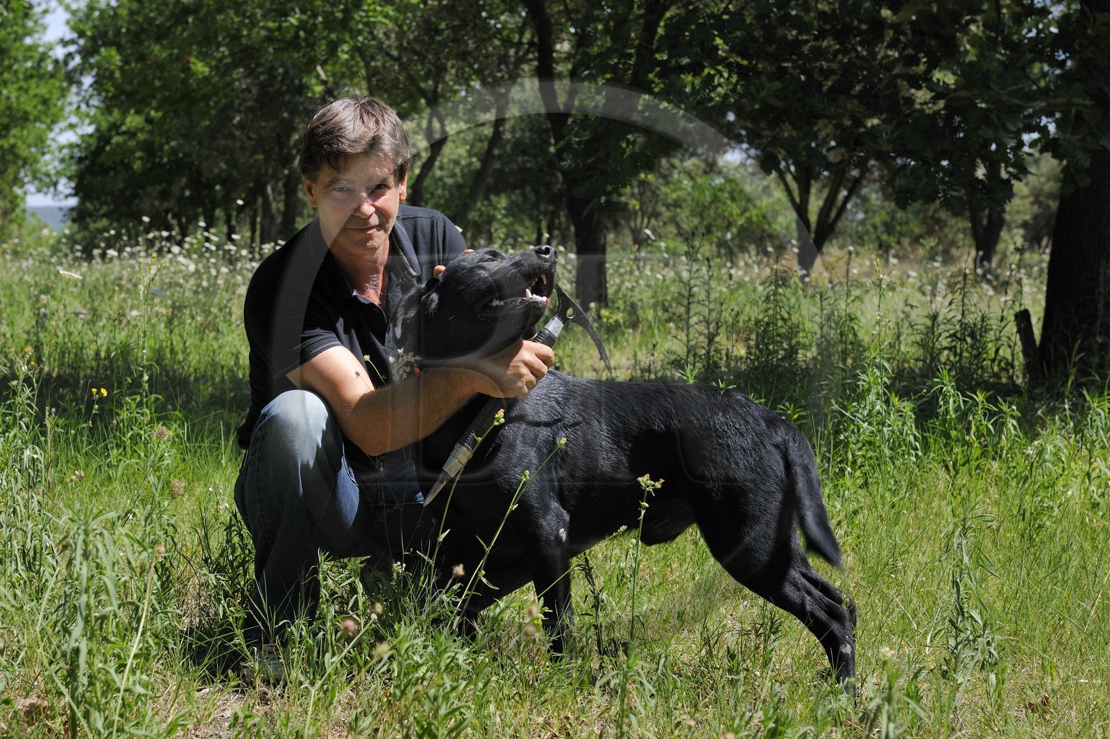 France, Gard, region of the Pays d'Uzege, Uzes, Michel Tournayre creator of the “Truffières du Soleil” on his truffle plantation with one of his truffle dog