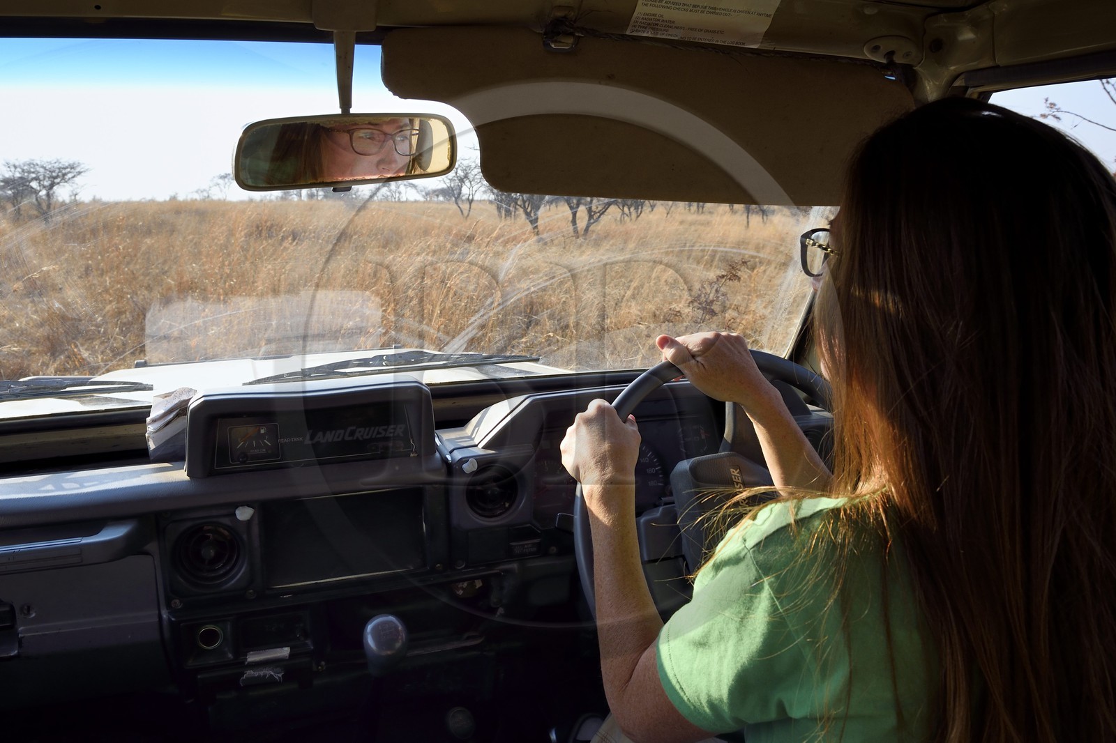 Zimbabwe, province des Midlands, Gweru, Antelope Park qui abrite ALERT (African Lion and Environmental Research Trust), Yvonne Gordon est une permanente du projet en charge de l'observation du comportement des lions qui seront relachés en clan dans un parc national,