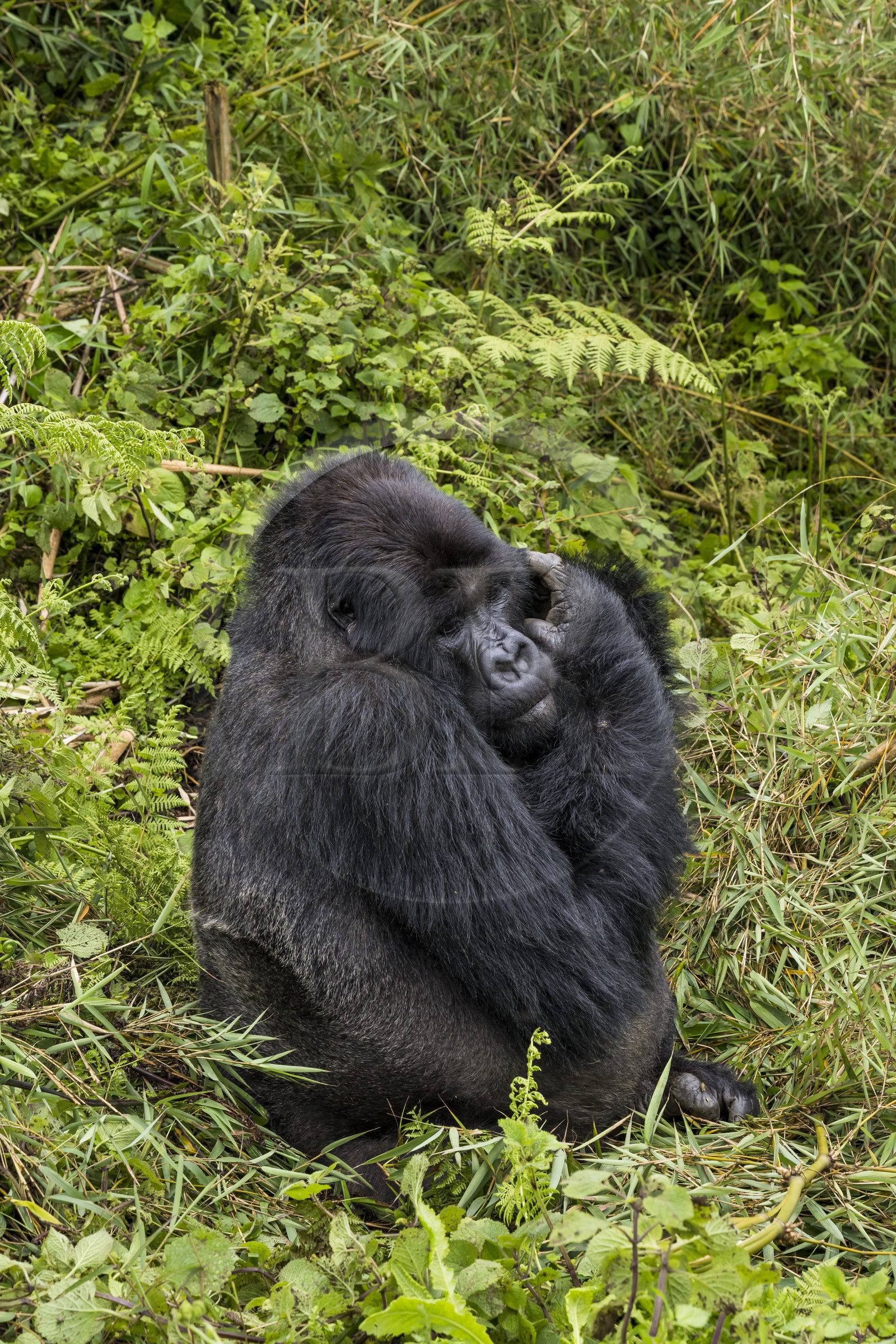 Rwanda, Province du Nord, Parc National des Volcans dans la chaine des Monts Virunga, mont Karisimbi, gorille des montagnes (Gorilla beringei beringei) du groupe Susa, male appelé dos argenté (silverback)