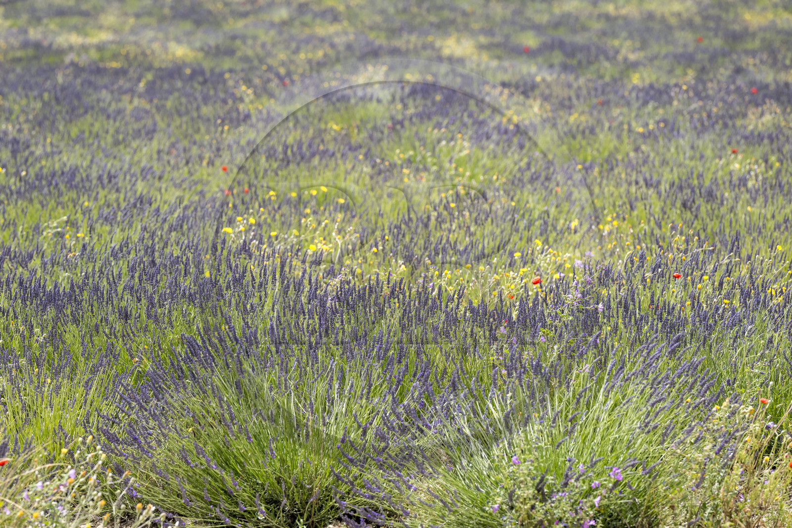 France, Drôme (26), Drome provençale, Pays de Sault, Ferrassières, champs de lavande