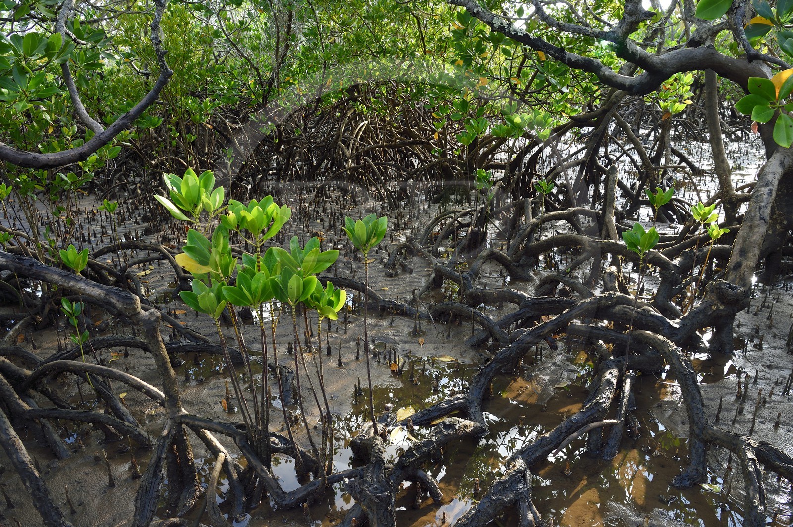 France, Ile de Mayotte, Grande-Terre, Kani-Keli,  la mangrove de Kani-Bé
