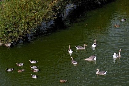 France, Eure (27), Marais-Vernier, la Grande Mare