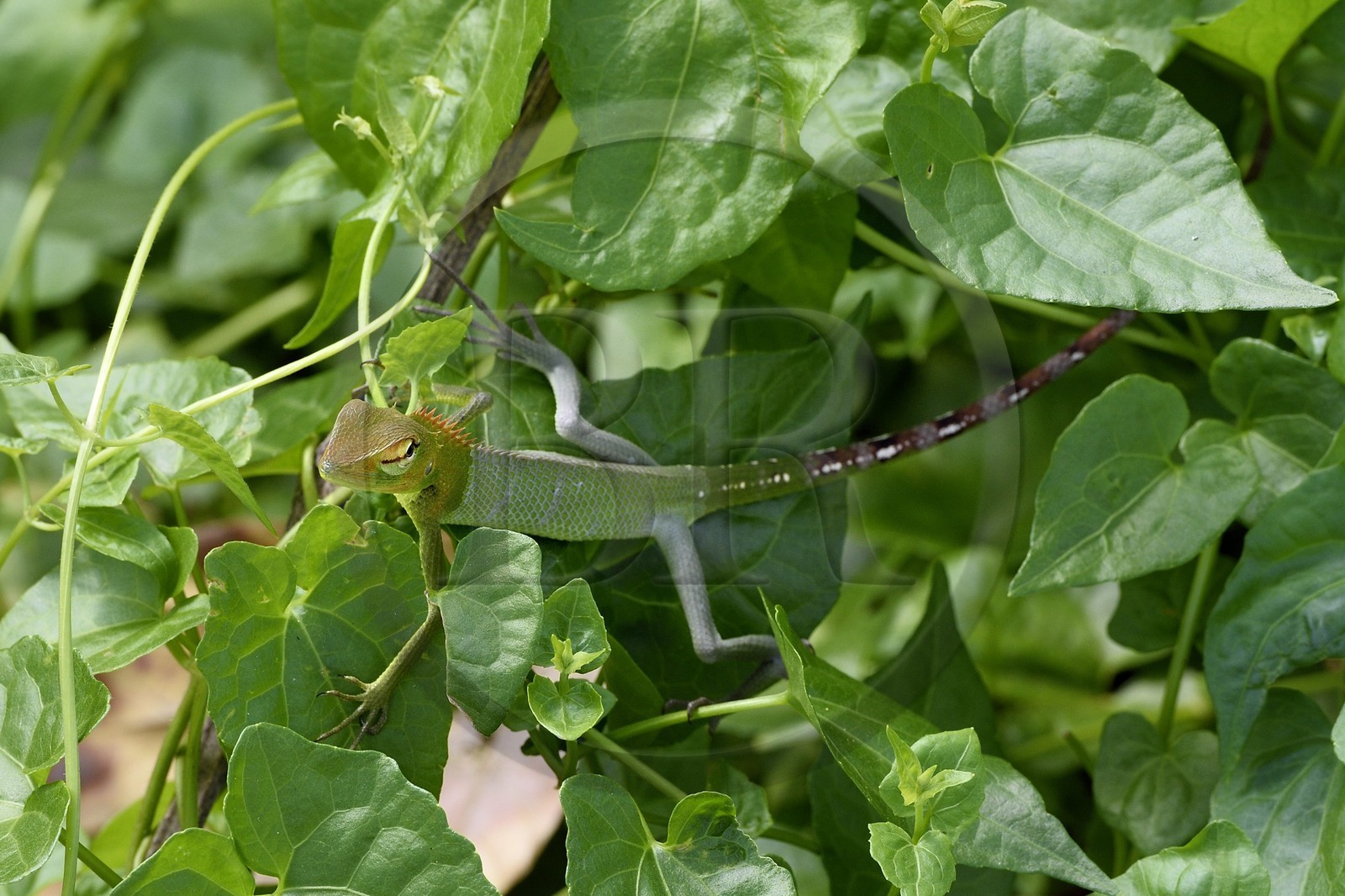Sri Lanka, province du Centre-Nord, Diyabeduma, caméléon agame versicolore (Calotes versicolor) également appelé agame arlequin