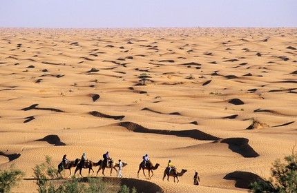 Tunisie, sud tunisien, oasis de Ksar Ghilane, méharée dans les dunes de sable ocre du Grand Erg oriental