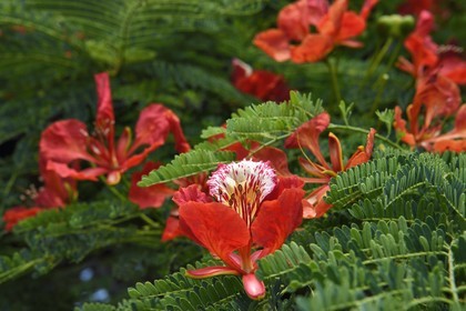 France, Ile de la Reunion, ville de Saint-Pierre, fleur de l'arbre du flamboyant