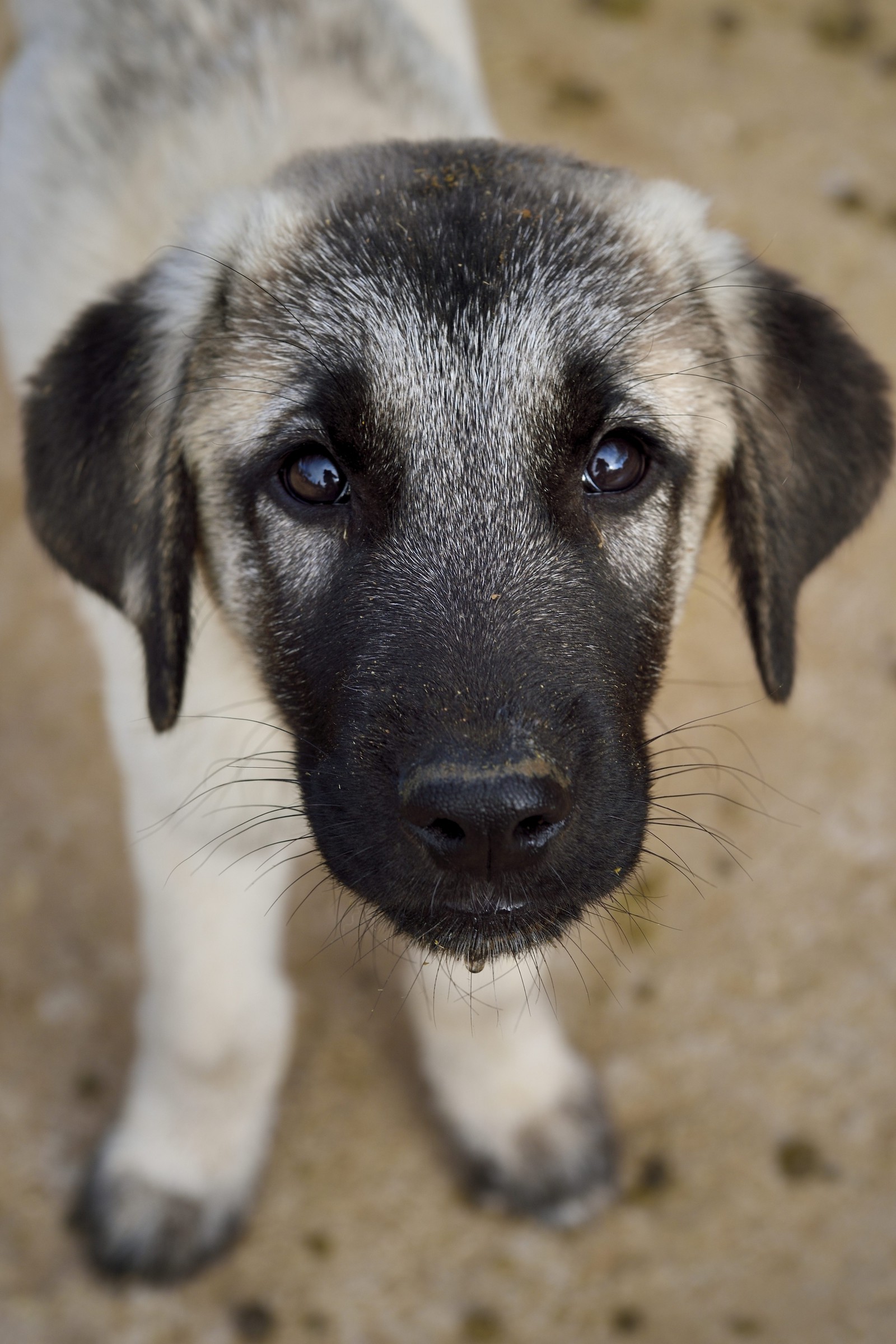 Namibie, Otjiwarongo, Cheetah Conservation Fund, centre de recherche et d'éducation, le Livestock Guarding Dog Program (programme chien de garde du bétail) du CCF a été très efficace pour réduire les taux de prédation et ainsi aussi l'inclinaison des agriculteurs à piéger ou tirer sur des guépards, élevage de chien Berger d'Anatolie aussi connu sous le nom de Kangal