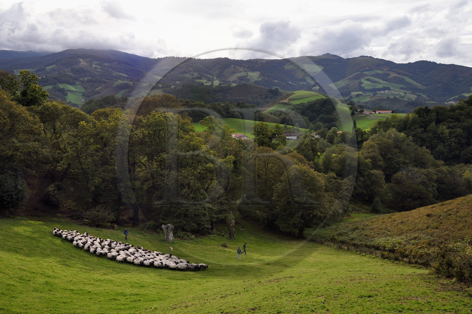 France, Pyrénées-Atlantiques (64), Pays-Basque, vallée des Aldudes, Urepel, l'éleveur de brebis manech tête noire Jean-Bernard Etchebarren