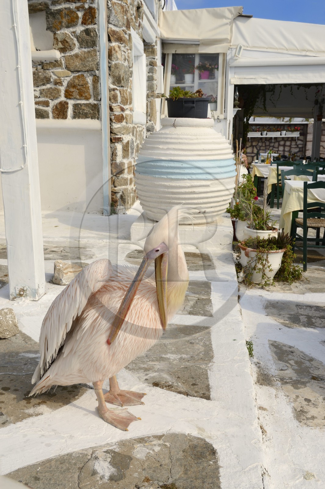 Grèce, Les Cyclades, mer Égée, île de Mykonos, Chora (Mykonos town), le pélican est devenu la mascotte de la ville