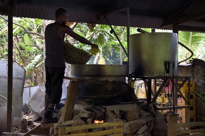 France, Ile de Mayotte, Grande-Terre, Ouangani, distillation de l'huile essentielle à base de pétales de fleurs d'ylang ylang (Cananga odorata) en alambic artisanal
