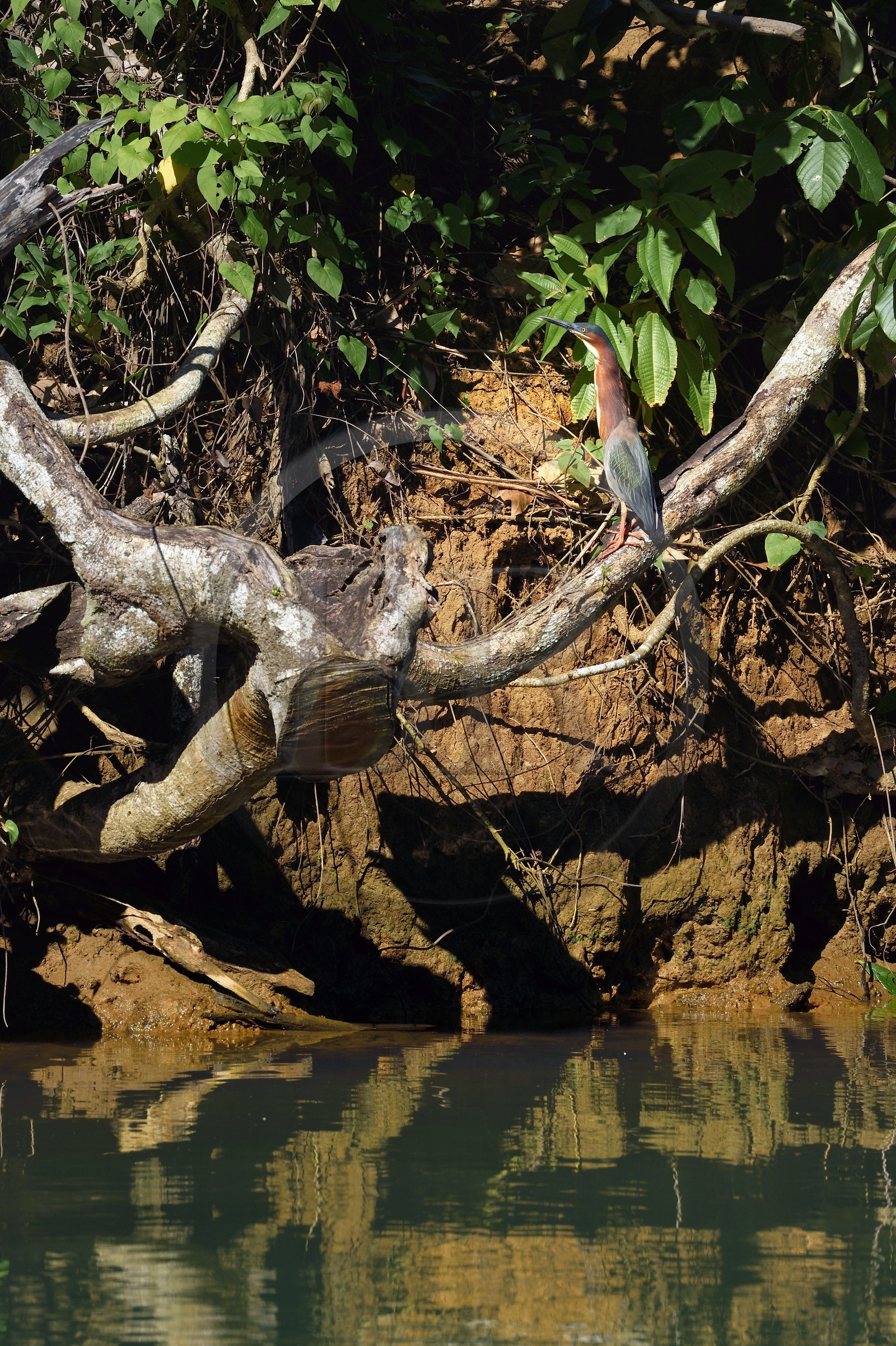 Caribbean, Dominica Island, Portsmouth, the banks of the Indian River, green-backed heron (Butorides virescens)