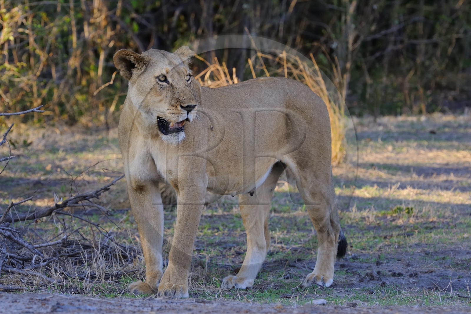 Tanzania, Selous Game Reserve is one of the largest fauna reserves of the world and designated a UNESCO World Heritage Site in 1982, lioness