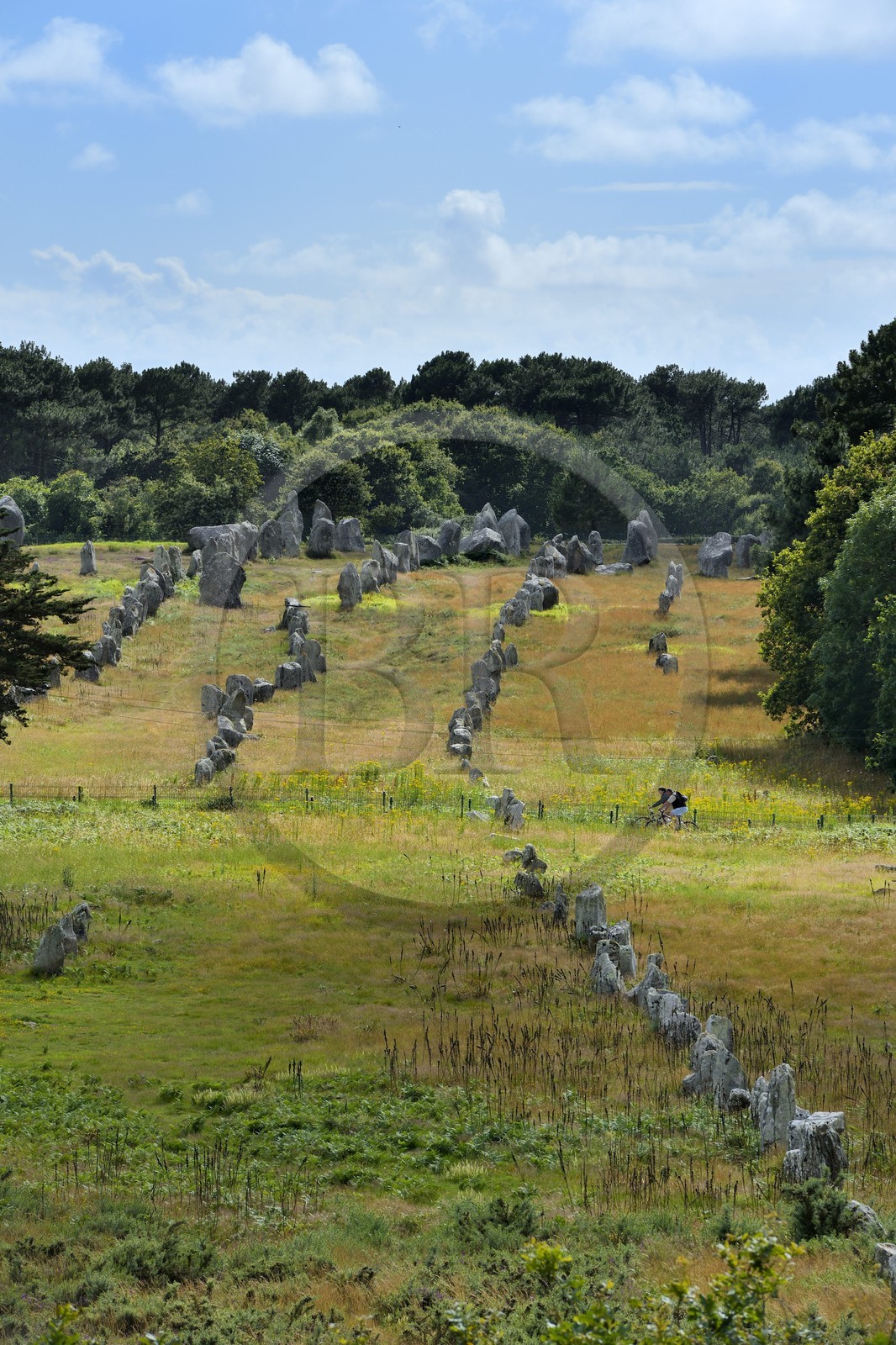 France, Morbihan (56), Carnac, alignement mégalithique de Kermario