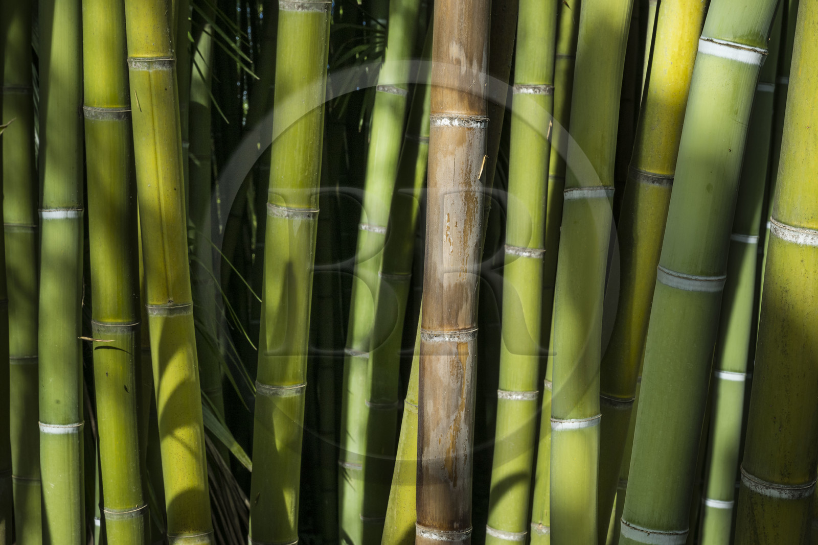 France, Gard, Generargues towards Anduze, Bambouseraie en Cévennes (Bamboo garden)
