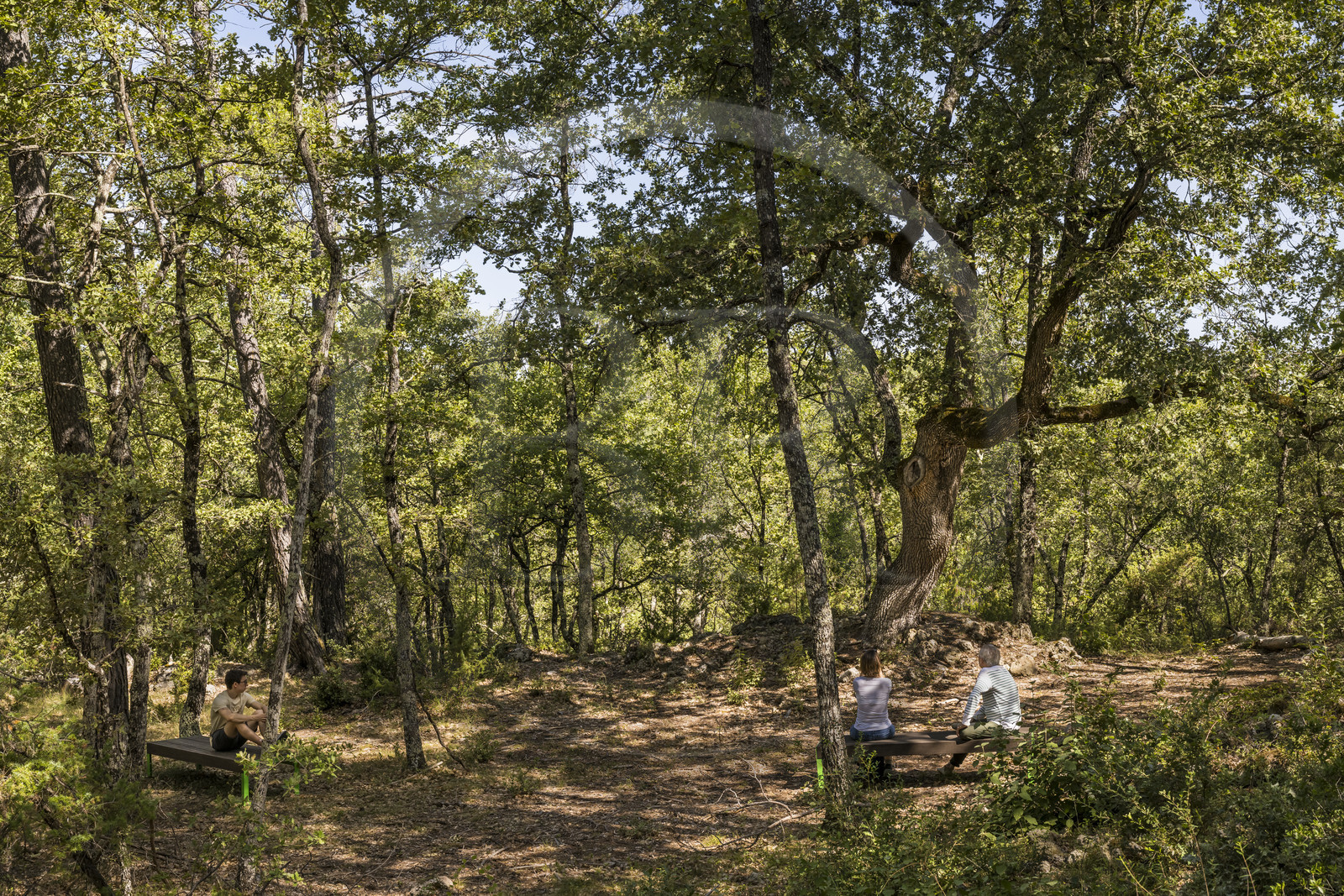 France, Var (83), Provence Verte, Bras, Académie du Bain de Forêt Provençale, forêt du domaine Le Peyrourier - une campagne en Provence