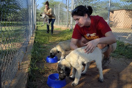 Namibia, Otjiwarongo, Cheetah Conservation Fund, research and education centre, CCF’s Livestock Guarding Dog Program has been highly effective at reducing predation rates and thereby reducing the inclination by farmers to trap or shoot cheetahs, Anatolian shepherd Kangal dog breeding