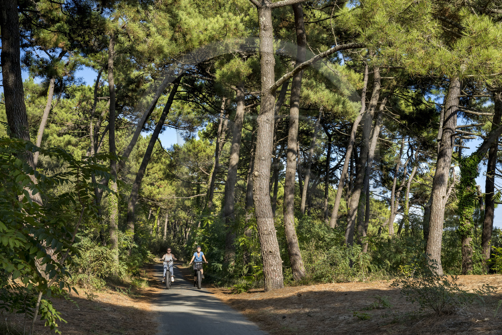 France, Charente-Maritime (17), Royan, Les Mathes, cyclistes sur la Vélodyssée, la piste cyclable EuroVelo1 qui longe l’Atlantique au nord de La Palmyre