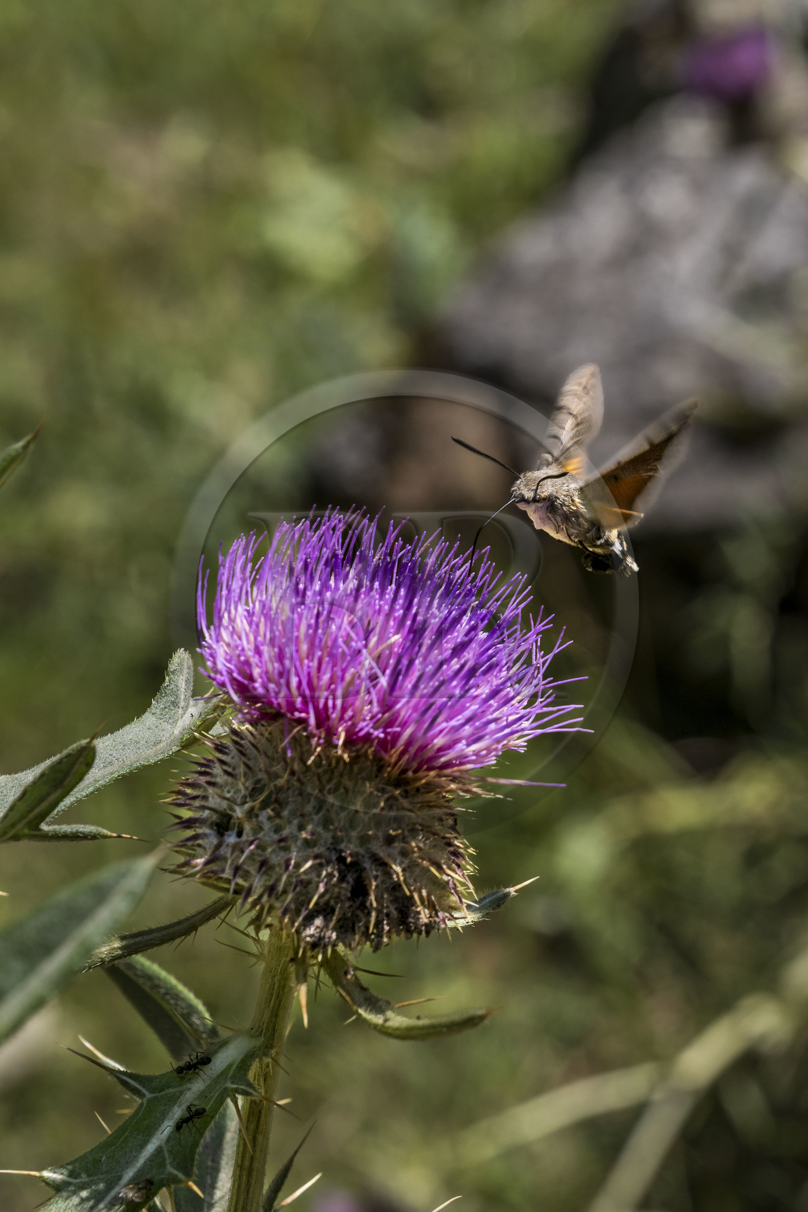 France, Hautes Alpes (05), Névache, la Vallée Étroite, Moro-sphinx ou Sphinx Colibri (Macroglossum stellatarum) possède une très longue trompe qui lui permet de butiner les fleurs en vol stationnaire à la manière des oiseaux-mouches
