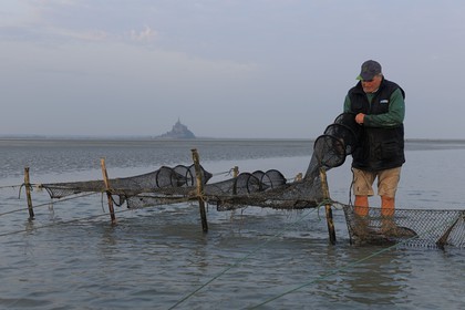 France, Manche (50), Baie du Mont-Saint-Michel, le pêcheur de grève Guy Jugan relevant ses filets de crevettes grises à l'aube