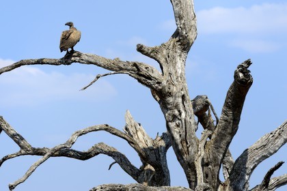 Zimbabwe, province de Matabeleland septentrional, parc national Hwange, jeune vautour africain (gyps africanus)