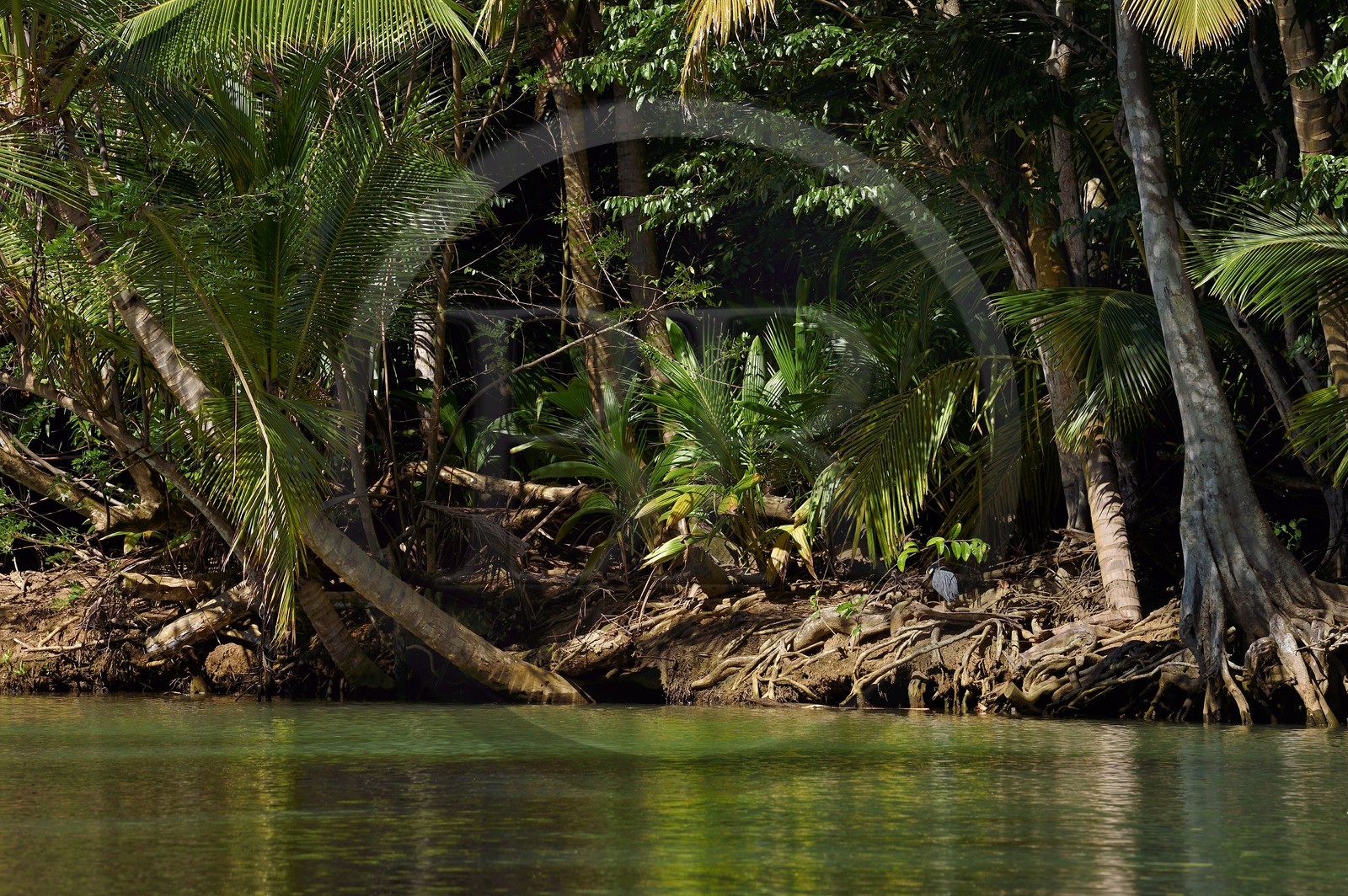 Caribbean, Dominica Island, Portsmouth, the banks of the Indian River