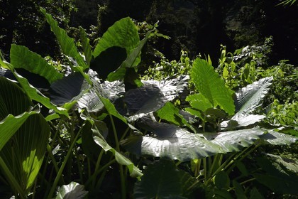Caraïbes, Ile de la Dominique, sur le segment 13 du Waitukubuli National Trail dans le nord de l'île, plante appelé taro, songe, madère, racine madère, chou chine ou dachine