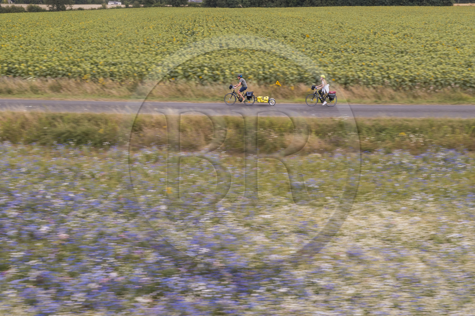 France, Maine-et-Loire, Loire valley listed as World Heritage by UNESCO,Saumur towards Saint-Hilaire, bicycle journey with a trailer carrying camping equipment (aerial view)
