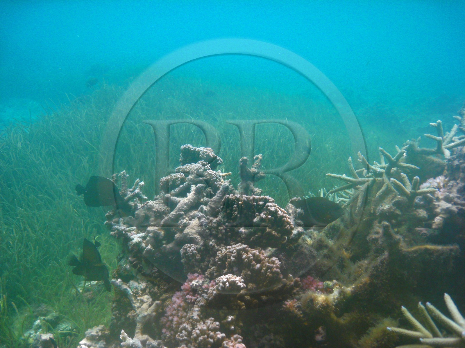 France, Reunion Island (French overseas department), coral reef of Saint Gilles and Ermitage lagoon (underwater view)