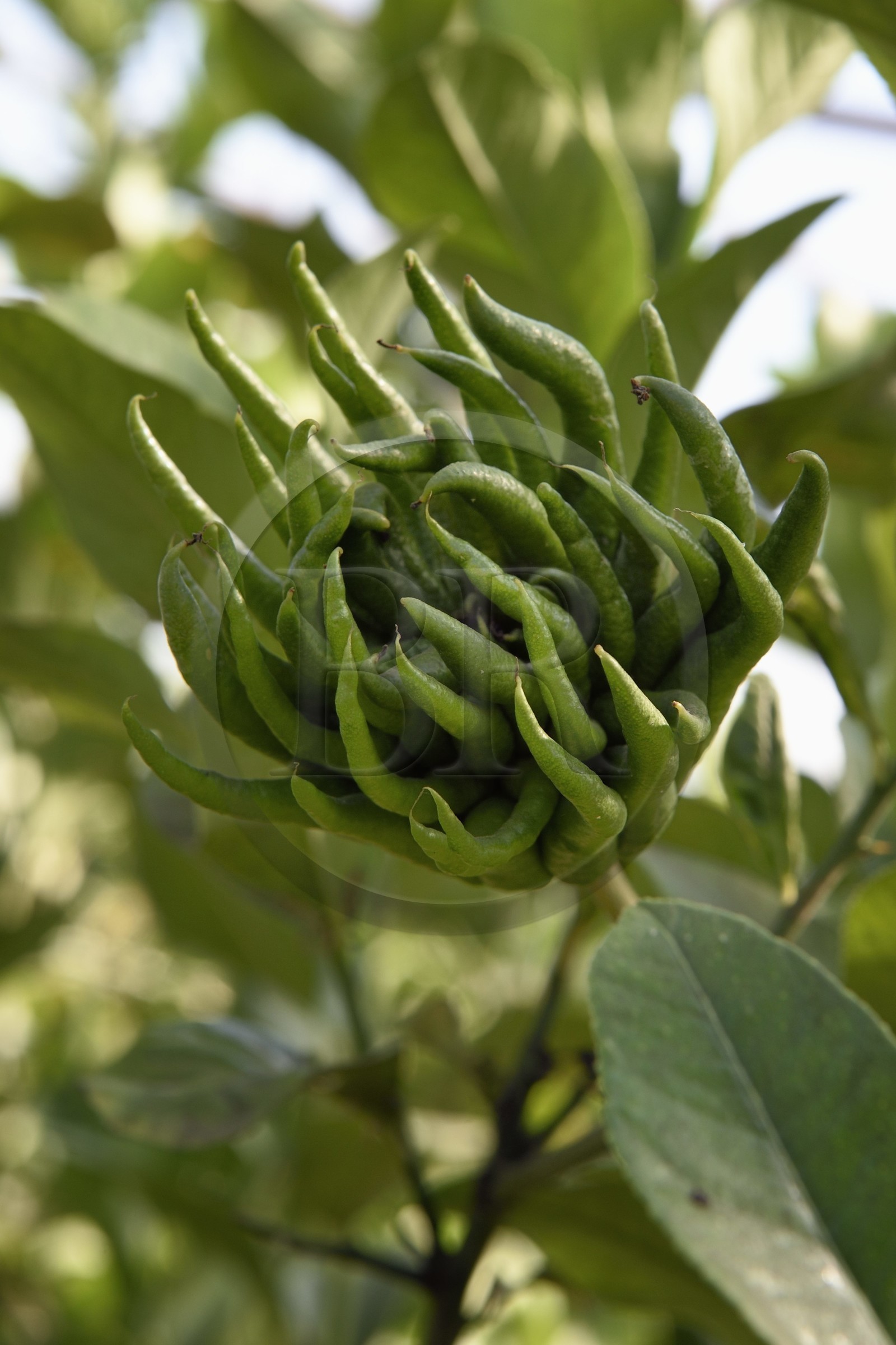 France, Var (83), La Londe-les-Maures, Domaine du Jasson, culture des agrumes, main de Bouddha (Citrus medica)