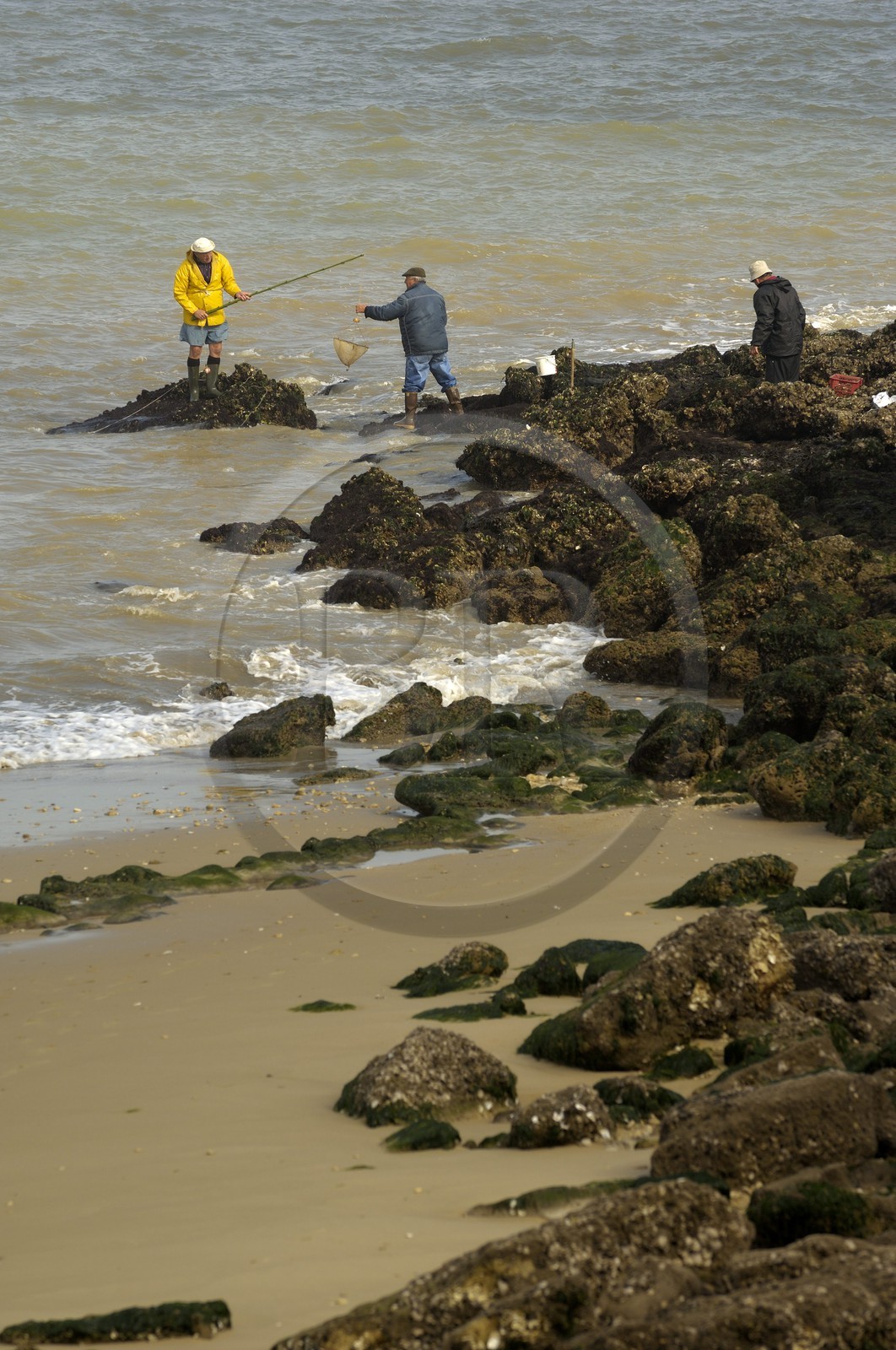 France, Charente-Maritime (17), Ile d'Aix, pointe du Parc, pêche au filet