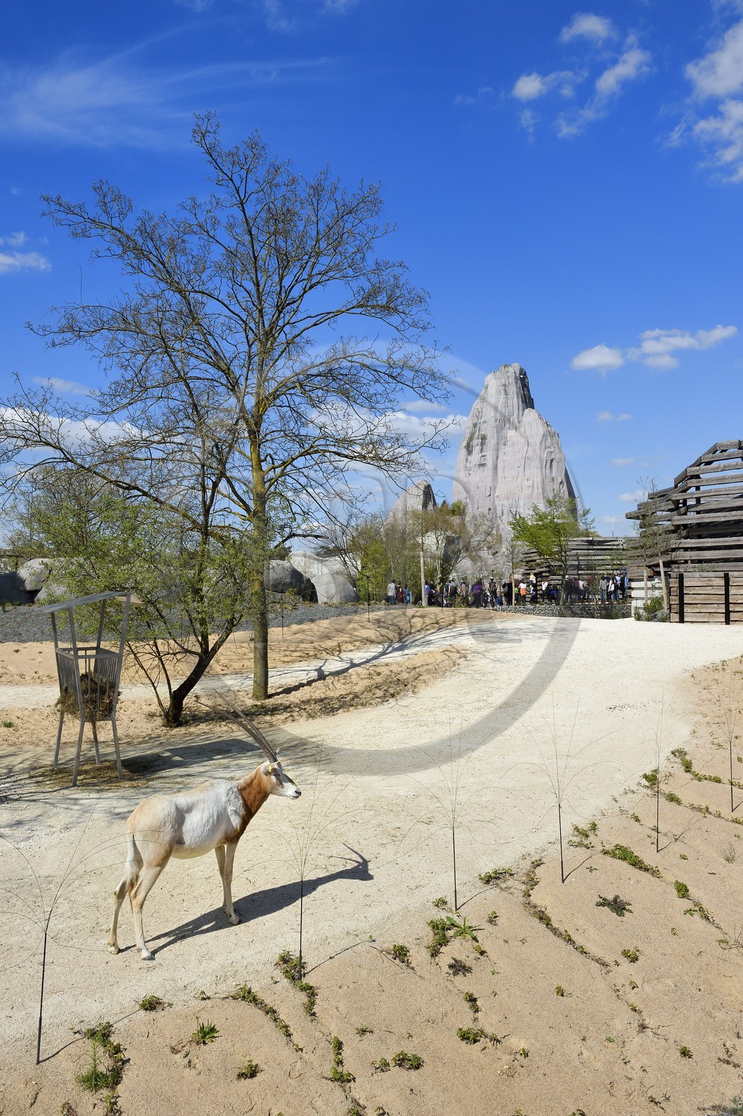 France, Paris (75), Le Parc zoologique de Paris (Zoo de Vincennes), Oryx algazelle (Oryx dammah) dans la biozone Sahel-Soudan, en arrière plan le Grand Rocher qui est l’emblème du zoo depuis 1934